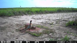 062723 - F0S - Rooster.jpg