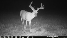 062823 - F4D - 9 pt buck.jpg