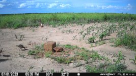070123 - F0S - Rooster & 3 ph chicks.jpg