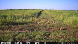 070423 - F2N - 11 ph chicks.jpg