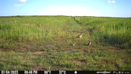 070423 - F2N - Hen ph & 2 quail.jpg