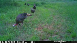 062023 - F4W - 6 Turkeys.jpg