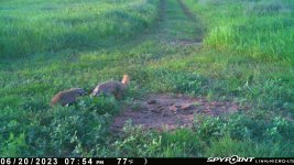 062023 - F14S - 2 badgers.jpg