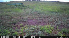 070723 - F3N - Quail with 6 chicks.jpg