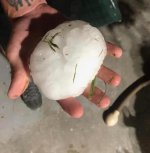hail 3.jpg