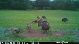 070823 - F4D - 7 Turkeys.jpg