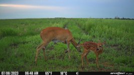 070823 - F30N - Doe & Fawn.jpg