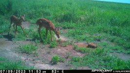 070923 - F01I - 2 Fawns.jpg