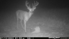 071323 - F16NW - 11 pt buck.jpg