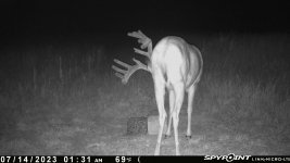 071423 - F16NW - 12 pt buck.jpg