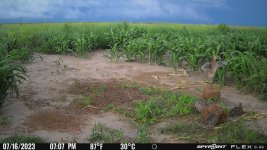 071623 - F0S - 4 half-grown ph chicks.jpg