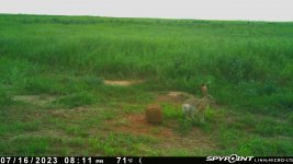 071623 - F15MI - Jackrabbit.jpg