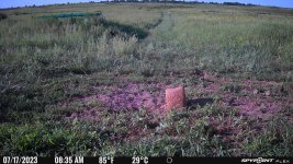 071723 - F3N 7 quail.jpg