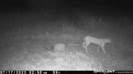 071723 - F17-18N - Bobcat.jpg