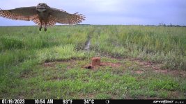 071923 - F30N - Owl.jpg