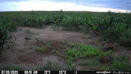 072023 - F0S - 5 half grown ph chicks.jpg