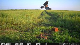 072123 - F2N - Rabbit & Flying Dove.jpg