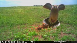 072123 - F32N - Flying Dove.jpg