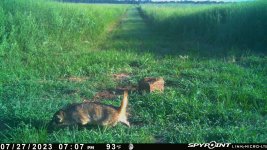 072723 - F17N - Badger.jpg