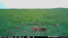 072723 - F21NE - Hen with 6 half grown ph chicks.jpg