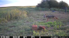 072823 - F15SW - Coyote with ph in mouth.jpg