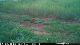 072923 - F30S - Quail hen with 13 chicks.jpg