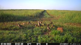 073023 - F2N - 11 pheasant.jpg