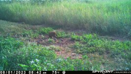 080123 - F30S - 16 quail chicks.jpg