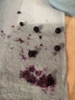 nov 25th 2015 SD pheasant crop content.jpg