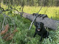 Grouse hunting WY 9-8-2023 (4).JPG