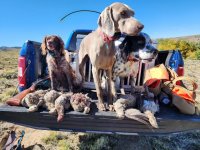 2023 sage grouse.jpg