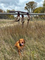 Pheasant Limit with Ellie.jpg