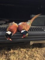 12-1-23 roosters.jpg