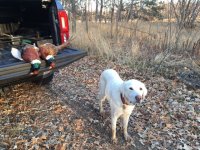 12-14-23 rooster.jpg