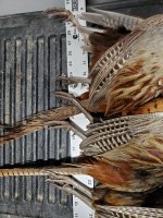 1.1.24 spurs.jpg 1.1.24 spurs.jpg