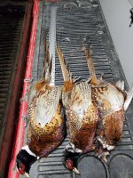 1.1.24 roosters.jpg 1.1.24 roosters.jpg