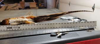 1.1.24 long tail.jpg 1.1.24 long tail.jpg