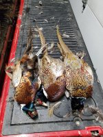 1.6.24 birds 1.jpg 1.6.24 birds 1.jpg