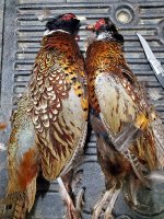 1.7.24 birds.jpg 1.7.24 birds.jpg