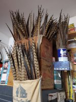 tailfeathers.jpg