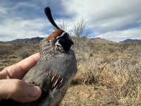 Gambels quail AZ 1-2023.JPG