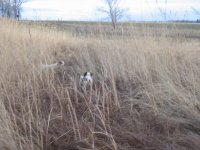 Bandit & Frankie 2007.JPG