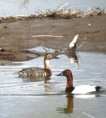 CanvasbacksPair2.JPG