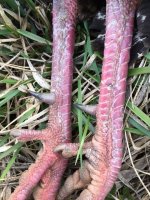 2024 turkey spurs.jpg