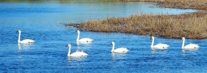 sixswans.JPG