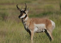 antelope411resized.JPG antelope411resized.JPG