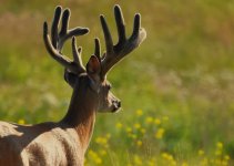 buck303resized.jpg buck303resized.jpg