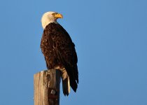 eagle20.JPG eagle20.JPG
