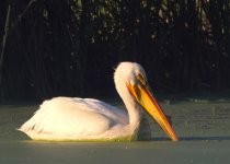 pelican178.JPG pelican178.JPG