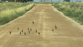 Screen Shot 2024-07-25 at 10.58.17 AM.png Screen Shot 2024-07-25 at 10.58.17 AM.png